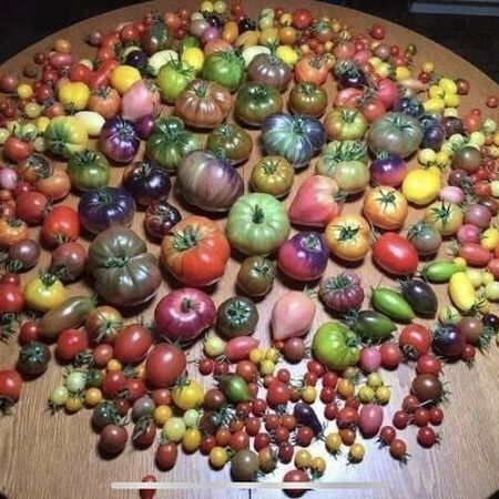 Impressionen - Verschiedene Tomatensorten auf einem runden Tisch